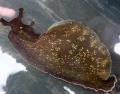 水族館 海の無脊椎動物 アメフラシ 二枚貝 フォト と 特性