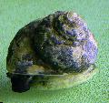 Aquarium Turbo Snails clams, Turbo fluctuosa brown Photo