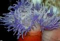 Аквариум Актиния краснотелая актинии, Macrodactyla doreensis голубой Фото