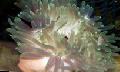 Аквариум Червени База Анемония анемони, Macrodactyla doreensis сив снимка