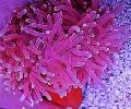 水族馆 红基海葵, Macrodactyla doreensis 斑 照