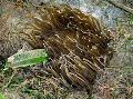 Akvaryum Deniz Omurgasızları Kırmızı-Baz Anemon  fotoğraf ve özellikleri