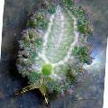 Akvarium Salat Sea Slug sjøsnegler, Elysia crispata grå Bilde