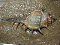 Acvariu Nevertebrate Marine Murex moluște comestibile fotografie și caracteristici