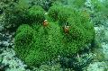 Akvaarium Mere Selgrootud Hiiglaslik Vaip Ülane anemones Foto ja omadused