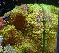 Aquarium Riesigen Teppich Anemone, Stichodactyla gigantea gelb Foto