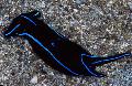 Velours Bleu Nudibranch