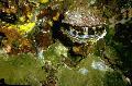 Aquarium Meer Wirbellosen venusmuscheln Spondylus Americanus  Foto