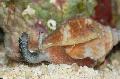 Acvariu Nevertebrate Marine Strombus moluște comestibile fotografie și caracteristici