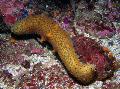 Аквариум Морски Краставици краставици, Holothuria жълт снимка