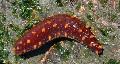 Акваријум Море Бескичмењаци Sea Cucumber краставци фотографија и карактеристике