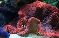 Akvarium Teppe Anemone, Stichodactyla haddoni rød Bilde