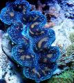 Akvariumas Tridacna moliuskai mėlynas Nuotrauka