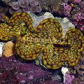 Akvárium Tengeri Gerinctelenek Tridacna kagyló fénykép és jellemzők