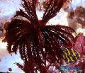 Akvarium Havet Hvirvelløse Dyr Comanthus comanthina Foto og egenskaber