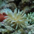 Akvaarium Mere Selgrootud Roosa-Otsaga Ülane anemones Foto ja omadused