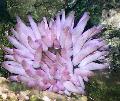 Akvárium Pink-Nahnutý Sasanka, Condylactis passiflora nachový fotografie