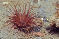 Akvaarium Mere Selgrootud Toru Ülane anemones Foto ja omadused