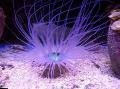Akvariumas Vamzdis Anemone plukių, Cerianthus violetinė Nuotrauka