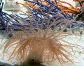 Akvarium Curly-Cue Anemone, Bartholomea annulata lyseblå Foto