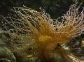 Aquarium Curly-Cue Anemone, Bartholomea annulata yellow Photo