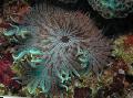 Aquarium Kralen Zee (Aurora) Anemoon anemonen, Heteractis aurora gestreept foto