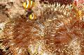 Аквариум Конская песчаная актиния актинии, Heteractis aurora коричневый Фото