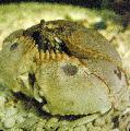 Akvarium Calappa krabber stribet Foto
