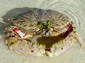 Akvarium Calappa krabber hvit Bilde
