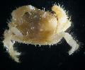 Aquarium Zee Ongewervelde Harige Krab krabben foto en karakteristieken