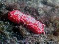 Akvaario Koralli Rapu rapuja, Trapezia sp. punainen kuva