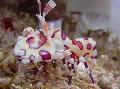 Аквариум Арлекин Скариди, Клоун (Бяла Орхидея) Скариди скарида, Hymenocera picta кафяв снимка