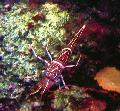 Akvárium Camelback (Velbloud, Bonbón, Tanec, Hingebeak, Durban Závěs-Zobák) Krevety skrček, Rhynchocinetes durbanensis červená fotografie