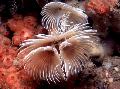 Аквариум Құрт Bispira теңіз құрттар, Bispira sp. ақ Фото