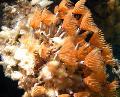Аквариум Құрт Bispira теңіз құрттар, Bispira sp. қызыл Фото
