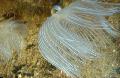 Aquarium Feather Duster Hardtube fan worms, Protula sp. pink Photo