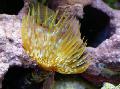 Аквариум Морски Безгръбначни Гигант Fanworm фен червеи снимка и характеристики