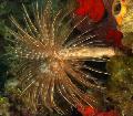 Akvárium Obrie Fanworm červy ventilátorov, Sabellastarte magnifica svetlomodrá fotografie