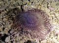 Aquarium Hawaiian Staubwedel fan würmer, Sabellastarte sp. lila Foto