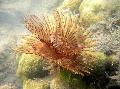 Aquarium Zee Ongewervelde Plumeau Worm (Indian Tubeworm) ventilator wormen foto en karakteristieken