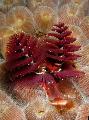 Аквариум Коледна Елха Червей фен червеи, Spirobranchus sp. червен снимка