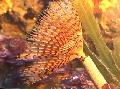 Aquário Invertebrados Marinhos Tubeworm Wreathytuft vermes fã foto e características