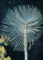 Akvariumas Wreathytuft Tubeworm fan kirminų, Spirographis sp. rožinis Nuotrauka
