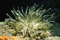 Aquarium Zee Ongewervelde Atlantische Anemoon anemonen foto en karakteristieken