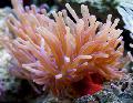 Aquarium Meer Wirbellosen Atlantic Anemone  Foto und Merkmale
