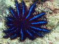 Akvarium Tornekrone havet stjerner, Acanthaster planci blå Foto