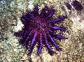 Akvárium Töviskorona tengeri csillagok, Acanthaster planci lila fénykép