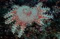 Akvārijs Jūras Bezmugurkaulnieki Kronis Ērkšķiem jūras zvaigznes Foto un raksturlielumi