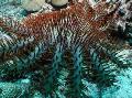 Akvaario Orjantappurakruunu meri tähteä, Acanthaster planci vaaleansininen kuva