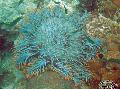Akvarij Kruna Od Trnja morske zvijezde, Acanthaster planci transparentan Foto